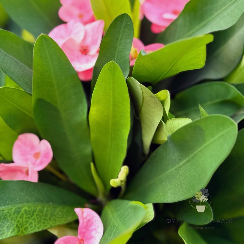 Αγκάθι του Χριστού (Euphorbia sp) - 2 lt